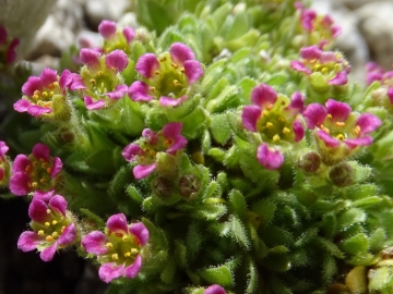 2016-08-03 Saxifraga facchinnii Fradusta ( (40) - Copia