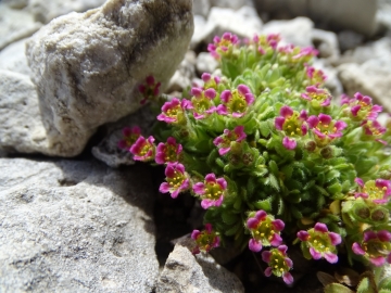 2016-08-03 Saxifraga facchinnii Fradusta ( (41)