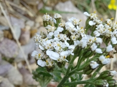 Achillea atrata