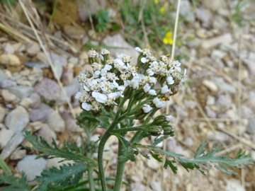 2015-09-20 Campagano 035