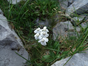 2015-07-09 cimone della bagozza fiori 017