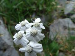 Achillea clavennae