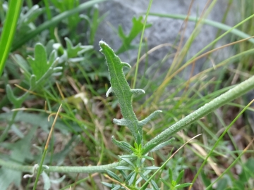 2015-07-09 cimone della bagozza fiori 020