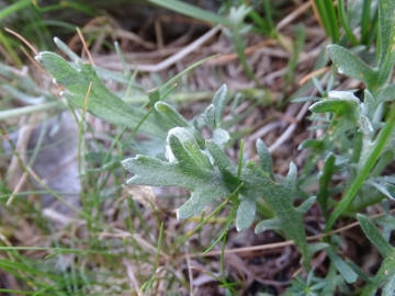 2015-07-09 cimone della bagozza fiori 021