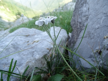 2015-07-09 cimone della bagozza fiori 022