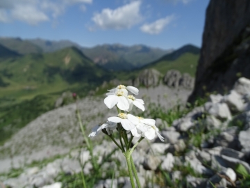 2015-07-09 cimone della bagozza fiori 057