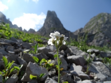 2015-07-09 cimone della bagozza fiori 062