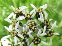 Achillea erba-rotta sbs.moschata