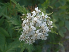 Achillea macrophylla