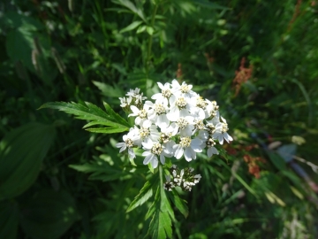 2015-06-28 pizzo Tre Signori 095