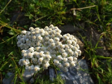 2015-07-09 cimone della bagozza fiori 001