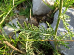 Achillea millefolium