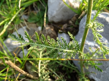 2015-07-09 cimone della bagozza fiori 002