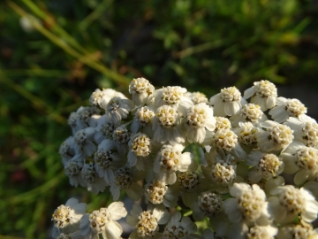 2015-07-09 cimone della bagozza fiori 005