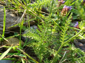 2015-07-09 cimone della bagozza fiori 006
