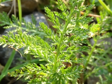2015-07-09 cimone della bagozza fiori 007