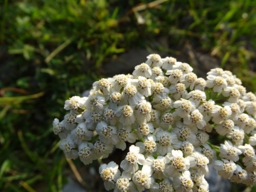 2015-07-09 cimone della bagozza fiori 008