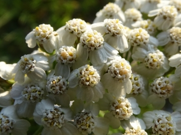 2015-07-09 cimone della bagozza fiori 009
