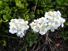 Achillea moschata