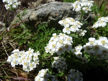 2015-07-04_05 rifugio Corti 037