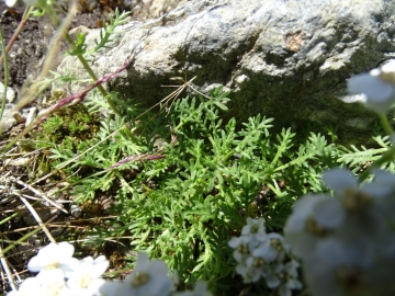 2015-07-04_05 rifugio Corti 038