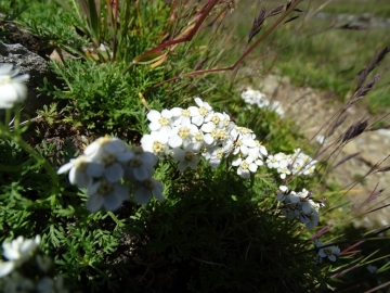 2015-07-04_05 rifugio Corti 041