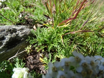 2015-07-04_05 rifugio Corti 042