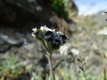 2015-07-18 Punta Rossa di Martello Vordere RotSpitze 015