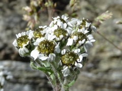 Achillea nana