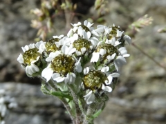 Achillea nana