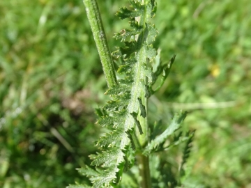 2015-10-10 Ritten Achillea roseoalba (11) - Copia