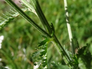 2015-10-10 Ritten Achillea roseoalba (14)