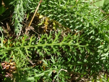 2015-10-10 Ritten Achillea roseoalba (18)