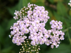 Achillea roseoalba