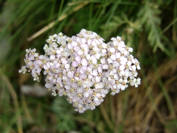 val grande 14 set 2007 achillea roseoalba