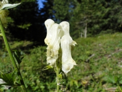 Aconitum lycoctonum vulparia