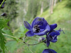 Aconitum degenii