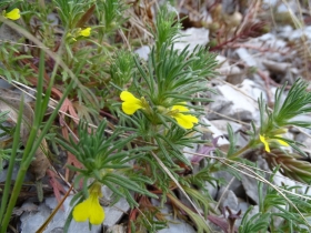 2015-04-04 salia alla Pieve di Tremosine 002.JPG