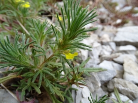 2015-04-04 salia alla Pieve di Tremosine 003.JPG