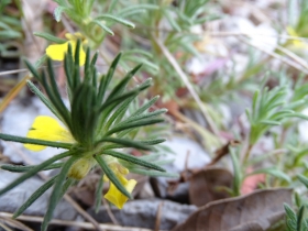 2015-04-04 salia alla Pieve di Tremosine 004.JPG