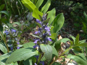 2023-05-06-Ajuga-genevensis-Vajo-dellOrsa-1