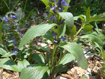 2023-05-06-Ajuga-genevensis-Vajo-dellOrsa-2