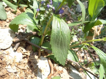 2023-05-06-Ajuga-genevensis-Vajo-dellOrsa-3