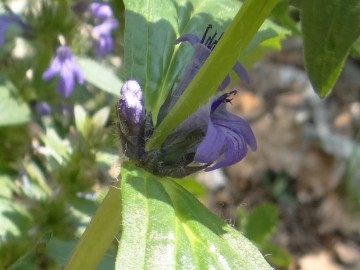 2023-05-06-Ajuga-genevensis-Vajo-dellOrsa-3a