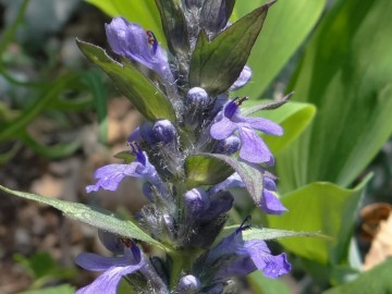 2023-05-06-Ajuga-genevensis-Vajo-dellOrsa-4