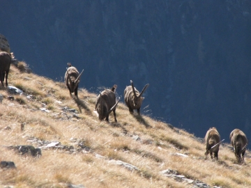2009-11-25 lago Avert 055