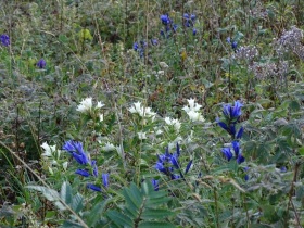 Gentiana asclepiadea, Agosto 2021, Guglielmo
