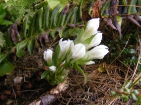 Gentianella germanica 2009-09-26e27 Rifugio Tagliaferri