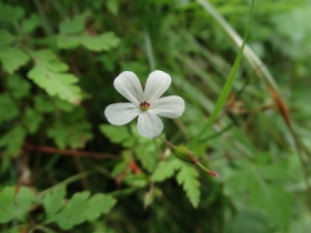 Geranium robertianum 2014-07-07 Passo Olona
