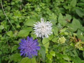 Knautia longifolia 201-06-28 Ezendola